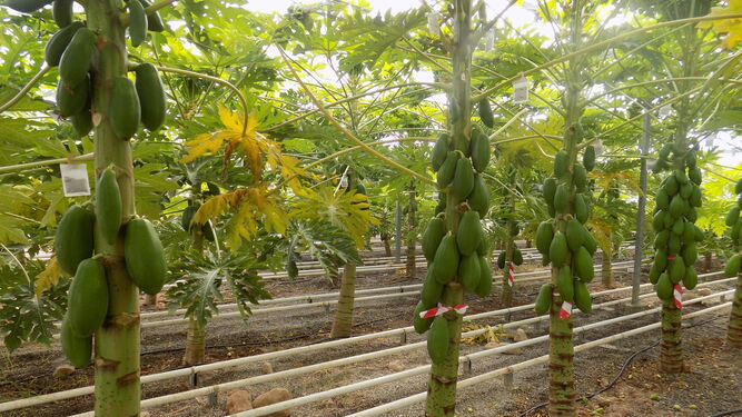 El equipo de investigación de la Estación Experimental Cajamar comenzó sus ensayos con papaya en invernadero en julio de 2014.